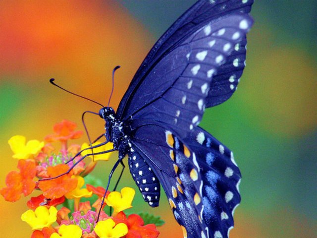 Все о бабочках в Гае | ЗооТом портал о животных