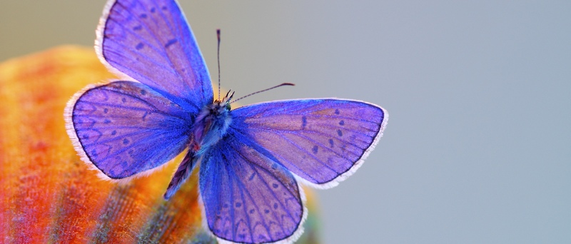 Все о бабочках в Гае | ЗооТом портал о животных