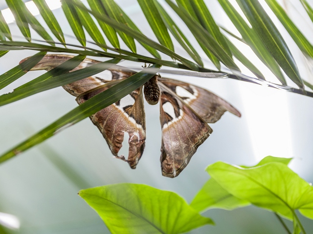 Породы бабочек | ЗооТом - продажа, вязка и услуги для животных в Гае