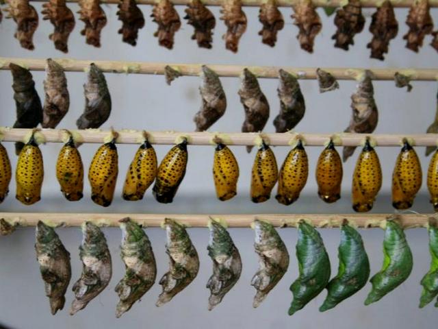 Содержание бабочек и уход за ними | ЗооТом - продажа, вязка и услуги для животных в Гае