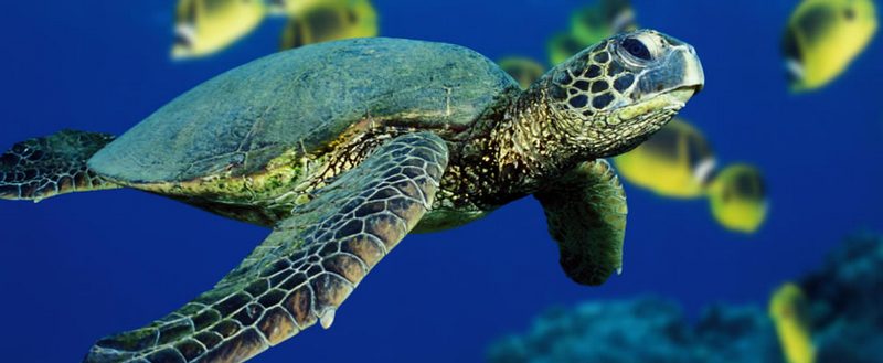 Все о черепахах в Гае | ЗооТом портал о животных