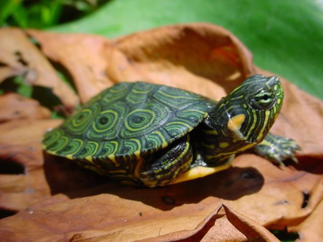Породы черепах в Гае | ЗооТом портал о животных