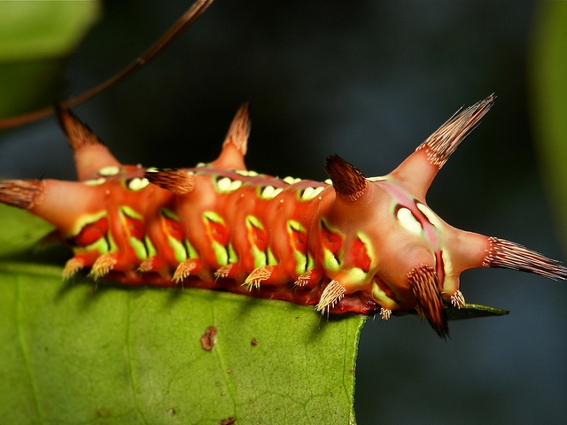 Породы гусениц в Гае | ЗооТом портал о животных