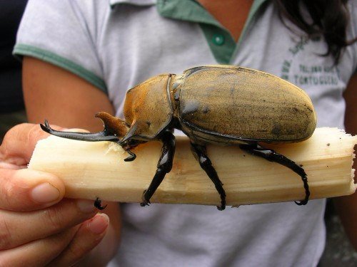 Породы жуков в Гае | ЗооТом портал о животных