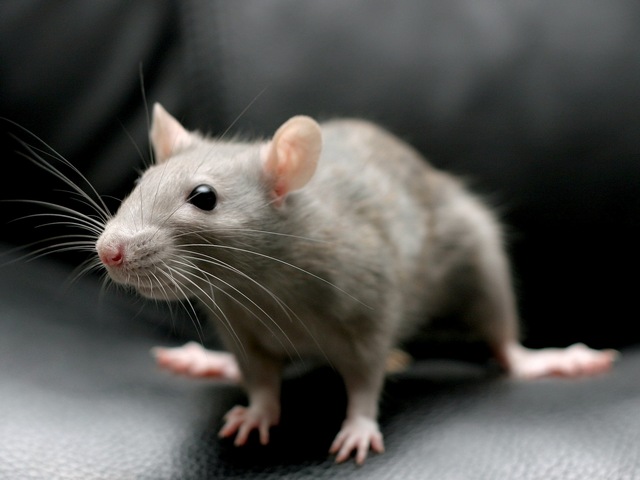 Все о крысах в Гае | ЗооТом портал о животных