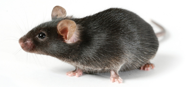Все о крысах в Гае | ЗооТом портал о животных