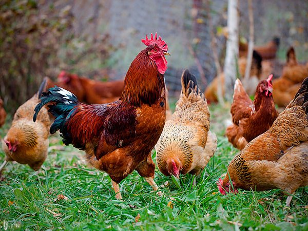 Породы куриц | ЗооТом - продажа, вязка и услуги для животных в Гае