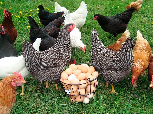 Содержание кур и уход за ними | ЗооТом - продажа, вязка и услуги для животных в Гае