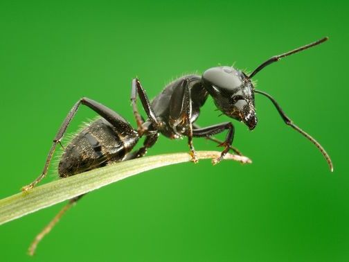 Все о муравьях в Гае | ЗооТом портал о животных