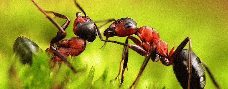 Все о муравьях в Гае | ЗооТом портал о животных