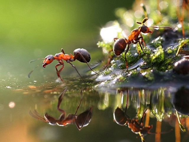Породы муравьев в Гае | ЗооТом портал о животных