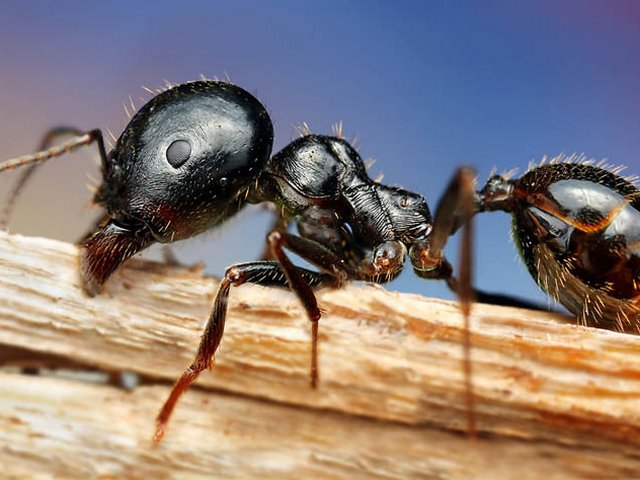 Породы муравьев в Гае | ЗооТом портал о животных