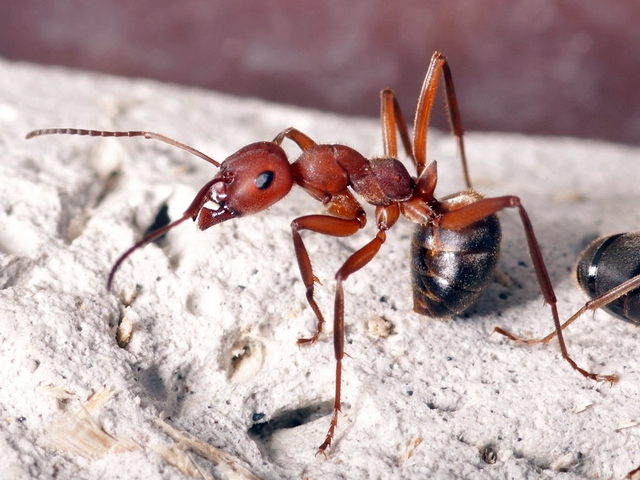 Содержание муравьев и уход за ними в Гае | ЗооТом портал о животных