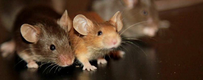 Все о мышах в Гае | ЗооТом - продажа, вязка и услуги для животных в Гае