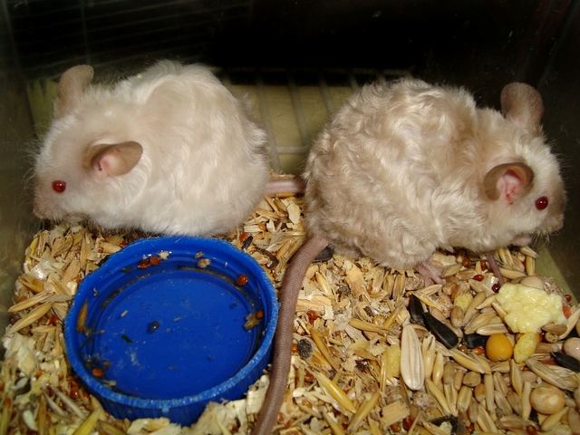 Породы мышей | ЗооТом - продажа, вязка и услуги для животных в Гае