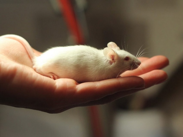 Содержание мышей и уход за ними в Гае | ЗооТом - продажа, вязка и услуги для животных в Гае