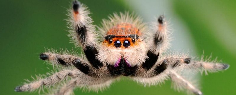 Все о пауках в Гае | ЗооТом портал о животных