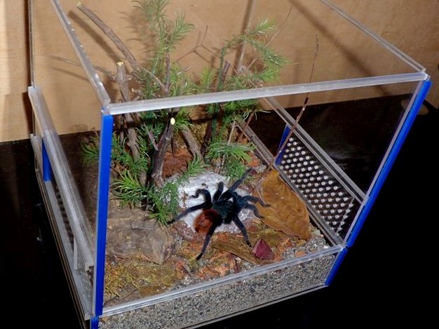 Содержание пауков и уход за ними | ЗооТом - продажа, вязка и услуги для животных в Гае