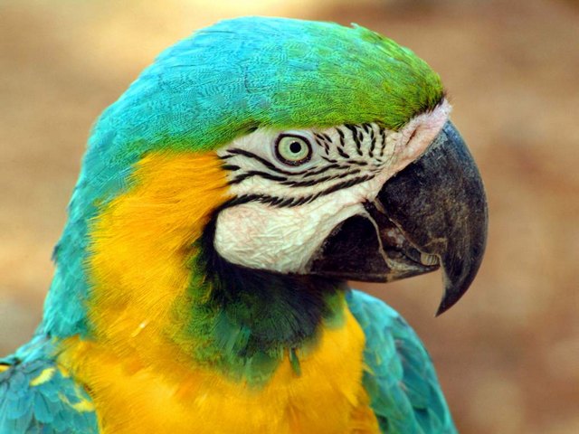Все о попугаях в Гае | ЗооТом портал о животных