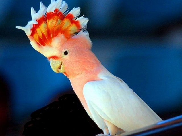 Породы попугаев | ЗооТом - продажа, вязка и услуги для животных в Гае