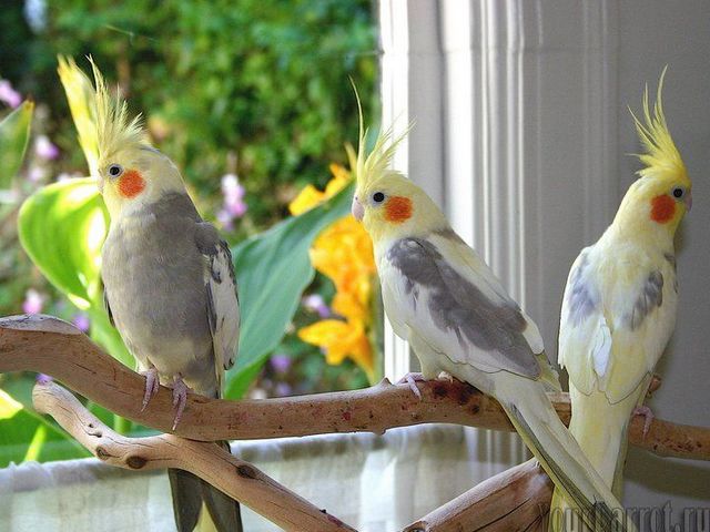 Содержание попугаев и уход за ними | ЗооТом - продажа, вязка и услуги для животных в Гае