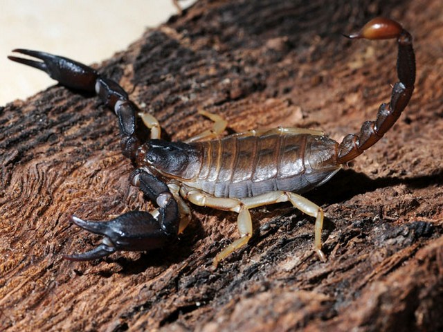 Породы скорпионов в Гае | ЗооТом портал о животных