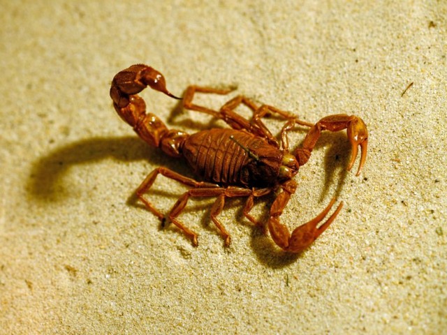 Породы скорпионов в Гае | ЗооТом портал о животных