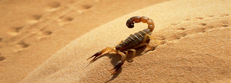 Все о скорпионах в Гае | ЗооТом портал о животных