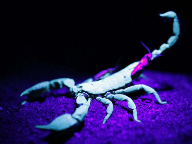 Все о скорпионах в Гае | ЗооТом портал о животных