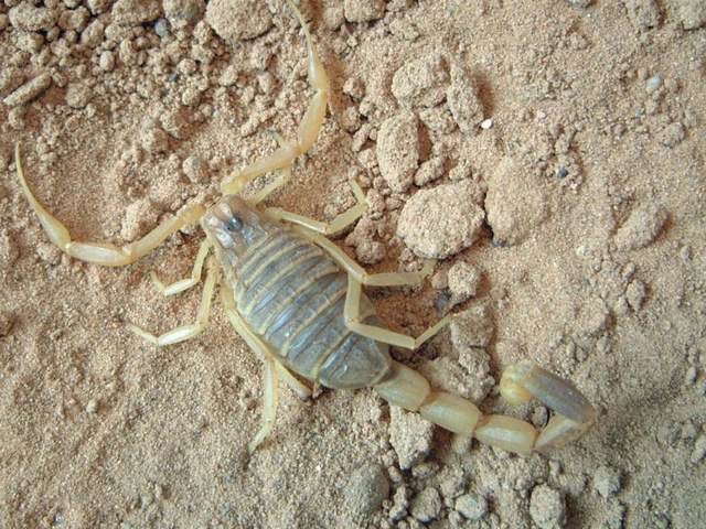 Содержание скорпионов и уход за ними в Гае | ЗооТом портал о животных