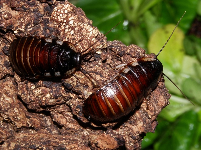 Породы тараканов в Гае | ЗооТом портал о животных