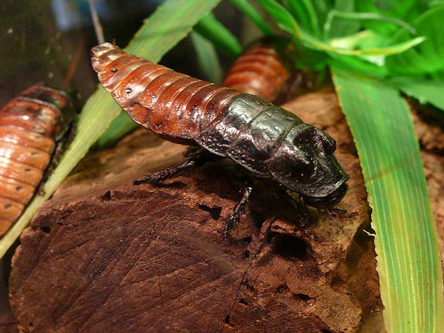 Содержание тараканов и уход за ними в Гае | ЗооТом портал о животных
