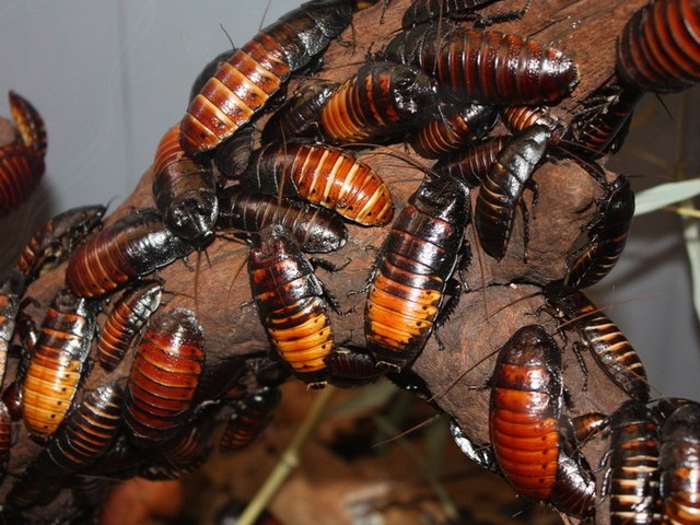Содержание тараканов и уход за ними в Гае | ЗооТом портал о животных