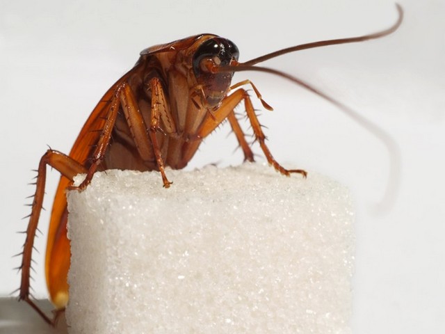 Все о тараканах в Гае | ЗооТом портал о животных