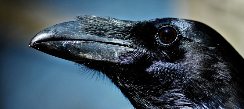 Все о воронах в Гае | ЗооТом портал о животных