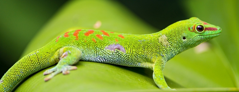 Все о гекконах в Гае | ЗооТом портал о животных