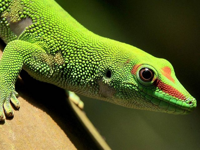 Содержание ящериц и уход за ними в Гае | ЗооТом портал о животных