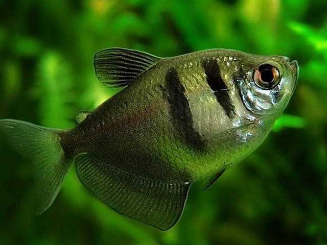 Статьи об аквариумных рыбках в Гае | ЗооТом портал о животных