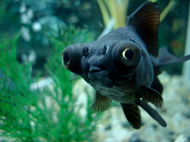 Породы аквариумных рыбок в Гае | ЗооТом портал о животных