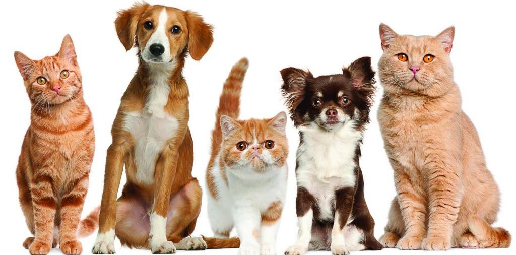 Доска объявлений о животных | ЗооТом - продажа, вязка и услуги для животных в Гае
