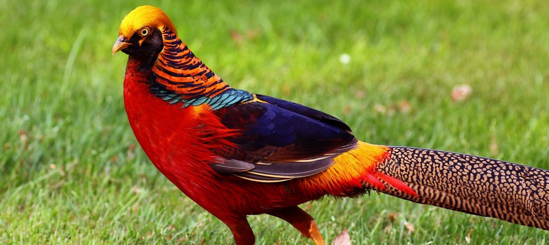 Все о фазанах в Гае | ЗооТом портал о животных