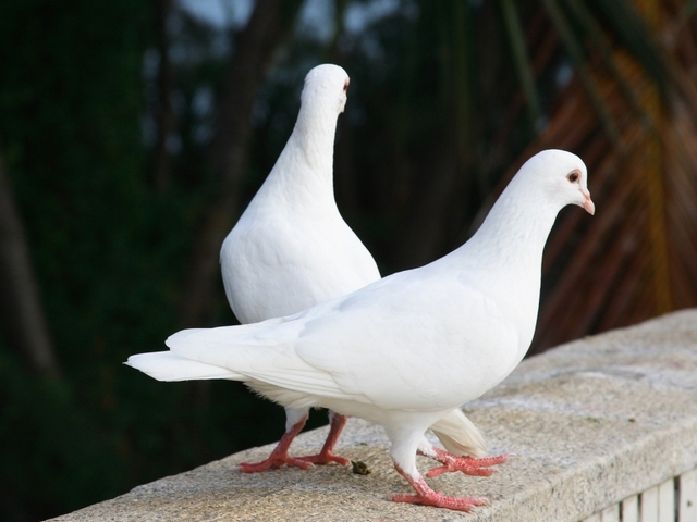 Все о голубях | ЗооТом - продажа, вязка и услуги для животных в Гае