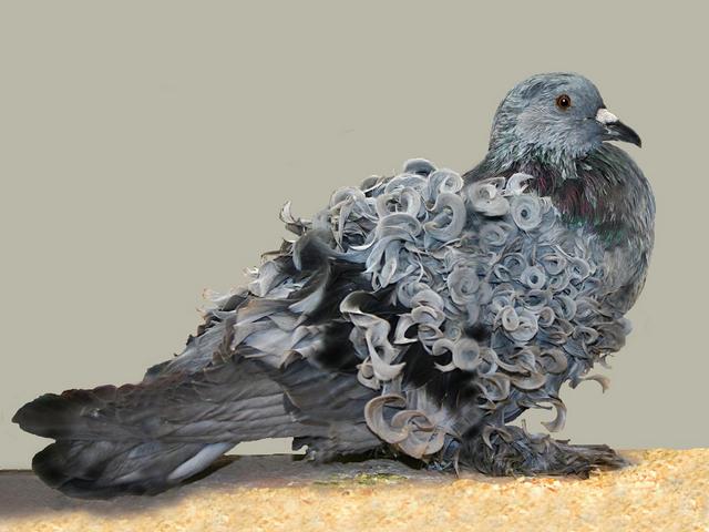 Породы голубей | ЗооТом - продажа, вязка и услуги для животных в Гае