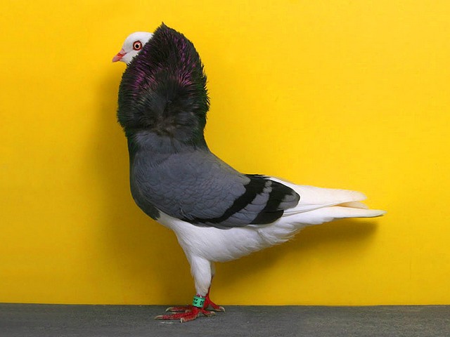 Породы голубей | ЗооТом - продажа, вязка и услуги для животных в Гае