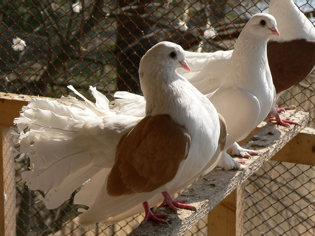 Содержание голубей и уход за ними в Гае