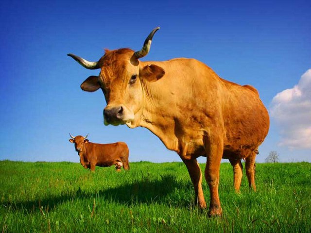 Все о коровах в Гае | ЗооТом портал о животных