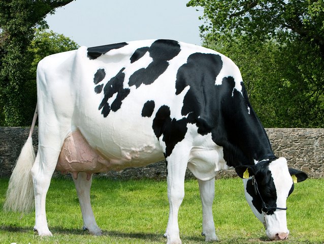 Породы коров в Гае | ЗооТом портал о животных