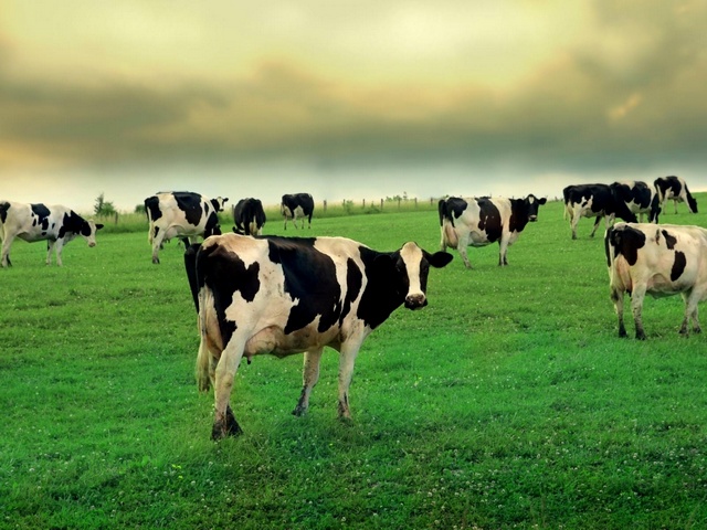 Содержание коров и уход за ними в Гае | ЗооТом портал о животных