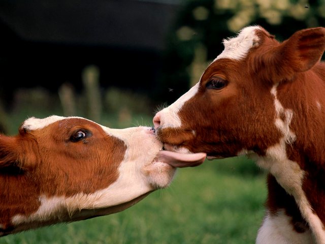 Статьи о коровах в Гае | ЗооТом портал о животных