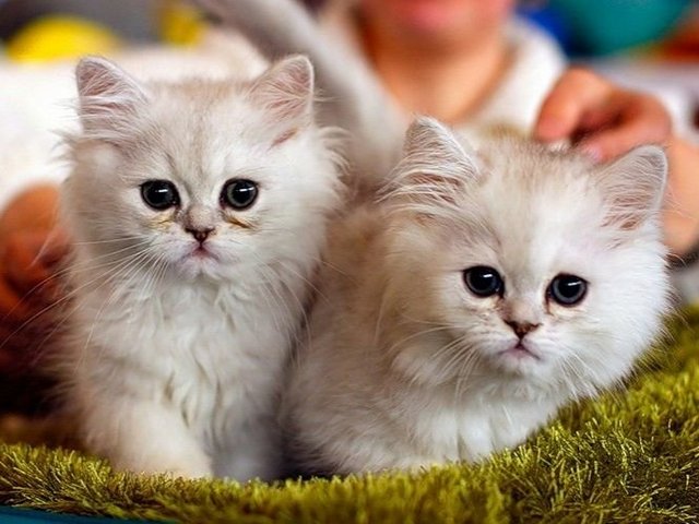 Породы кошек в Гае | ЗооТом портал о животных